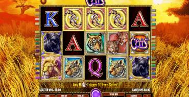 Cats: Выигрыши